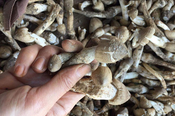 Lạ kỳ loại nấm giống hệt quả trứng gà, mang tên hoàng đế, giá nửa triệu đồng/kg-7