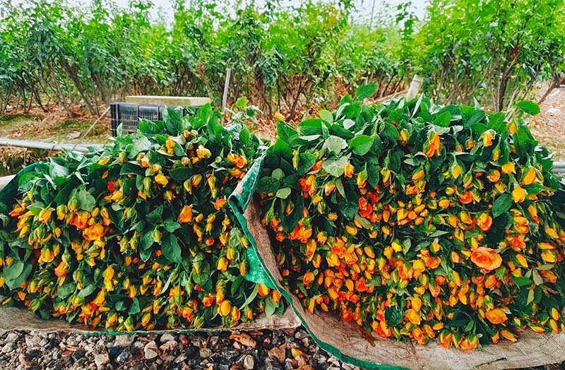 Nắng nóng thiêu đốt, hoa hồng cháy ráp, bán rẻ như cho-2