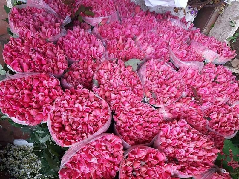 Nắng nóng thiêu đốt, hoa hồng cháy ráp, bán rẻ như cho-3