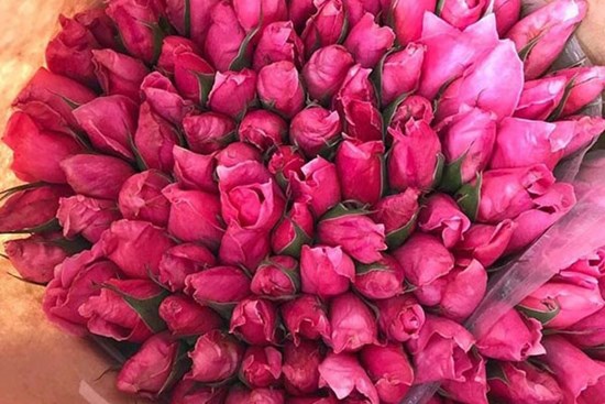 Nắng nóng thiêu đốt, hoa hồng cháy ráp, bán rẻ như cho