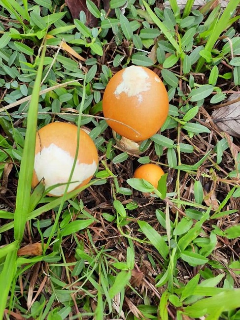 Lạ kỳ loại nấm giống hệt quả trứng gà, mang tên hoàng đế, giá nửa triệu đồng/kg-1