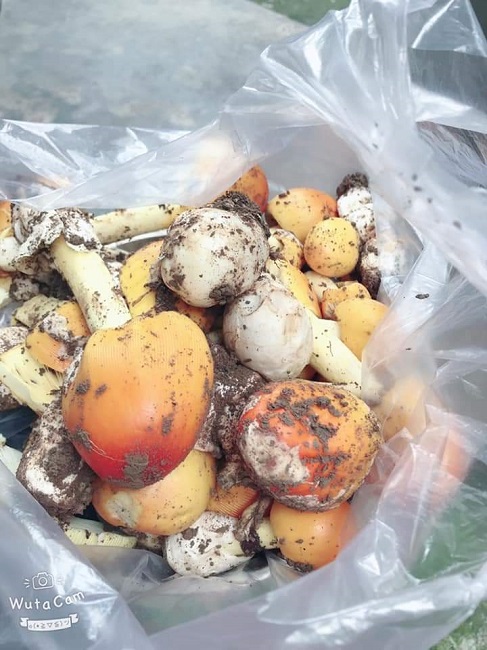 Lạ kỳ loại nấm giống hệt quả trứng gà, mang tên hoàng đế, giá nửa triệu đồng/kg-3