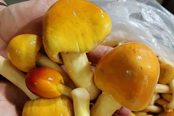 Trám non đầu mùa 50 nghìn/kg, mua về muối ăn dè mùa dịch-4