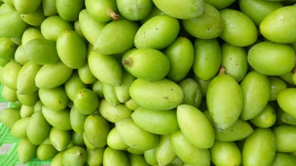 Trám non đầu mùa 50 nghìn/kg, mua về muối ăn dè mùa dịch-1