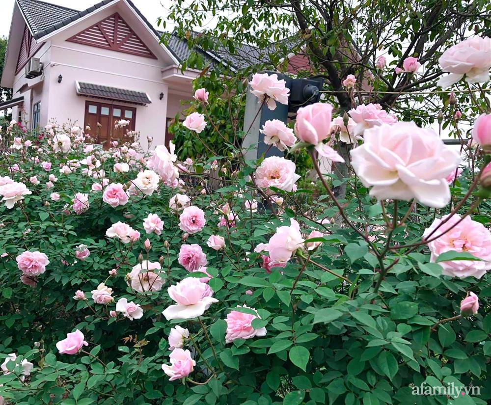 Cuộc sống an yên trong ngôi nhà có vườn hoa hồng quanh năm tỏa hương sắc của gia đình 3 thế hệ ở Ba Vì, Hà Nội-4