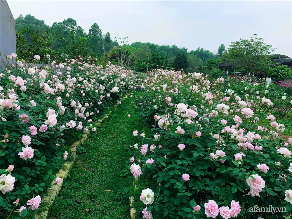 Cuộc sống an yên trong ngôi nhà có vườn hoa hồng quanh năm tỏa hương sắc của gia đình 3 thế hệ ở Ba Vì, Hà Nội-5