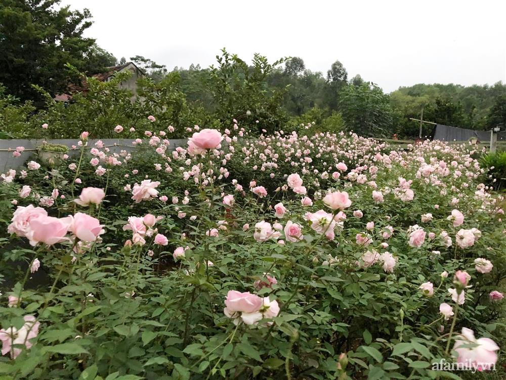 Cuộc sống an yên trong ngôi nhà có vườn hoa hồng quanh năm tỏa hương sắc của gia đình 3 thế hệ ở Ba Vì, Hà Nội-6