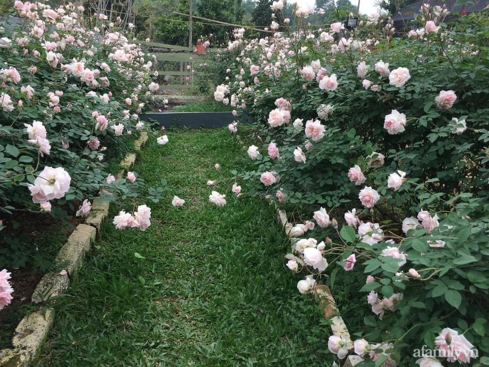 Cuộc sống an yên trong ngôi nhà có vườn hoa hồng quanh năm tỏa hương sắc của gia đình 3 thế hệ ở Ba Vì, Hà Nội-7