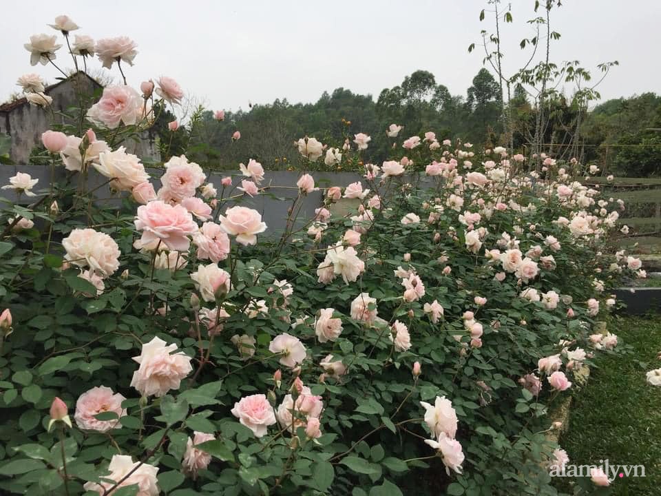 Cuộc sống an yên trong ngôi nhà có vườn hoa hồng quanh năm tỏa hương sắc của gia đình 3 thế hệ ở Ba Vì, Hà Nội-8