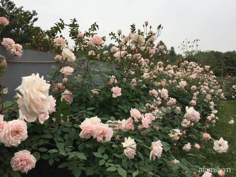 Cuộc sống an yên trong ngôi nhà có vườn hoa hồng quanh năm tỏa hương sắc của gia đình 3 thế hệ ở Ba Vì, Hà Nội-9