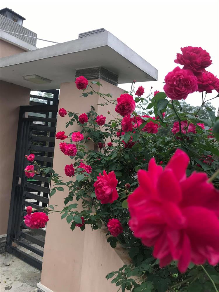 Cuộc sống an yên trong ngôi nhà có vườn hoa hồng quanh năm tỏa hương sắc của gia đình 3 thế hệ ở Ba Vì, Hà Nội-13