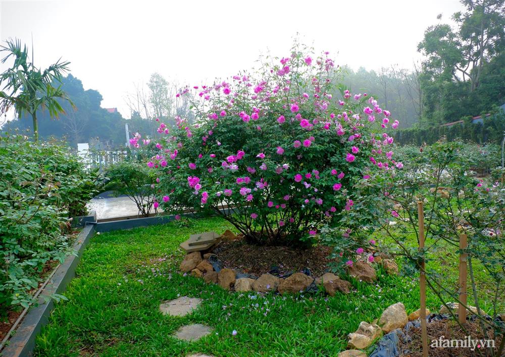 Cuộc sống an yên trong ngôi nhà có vườn hoa hồng quanh năm tỏa hương sắc của gia đình 3 thế hệ ở Ba Vì, Hà Nội-15
