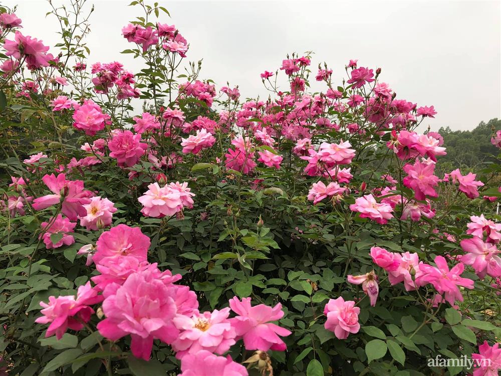 Cuộc sống an yên trong ngôi nhà có vườn hoa hồng quanh năm tỏa hương sắc của gia đình 3 thế hệ ở Ba Vì, Hà Nội-16