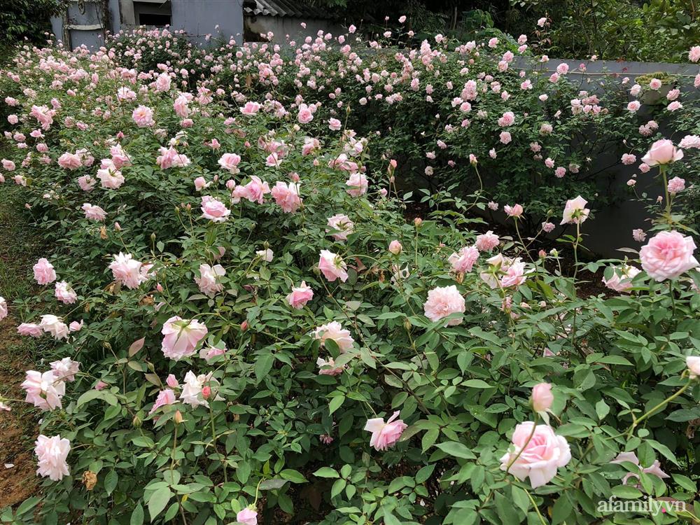 Cuộc sống an yên trong ngôi nhà có vườn hoa hồng quanh năm tỏa hương sắc của gia đình 3 thế hệ ở Ba Vì, Hà Nội-17