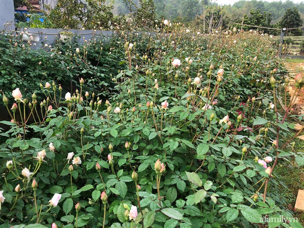 Cuộc sống an yên trong ngôi nhà có vườn hoa hồng quanh năm tỏa hương sắc của gia đình 3 thế hệ ở Ba Vì, Hà Nội-18