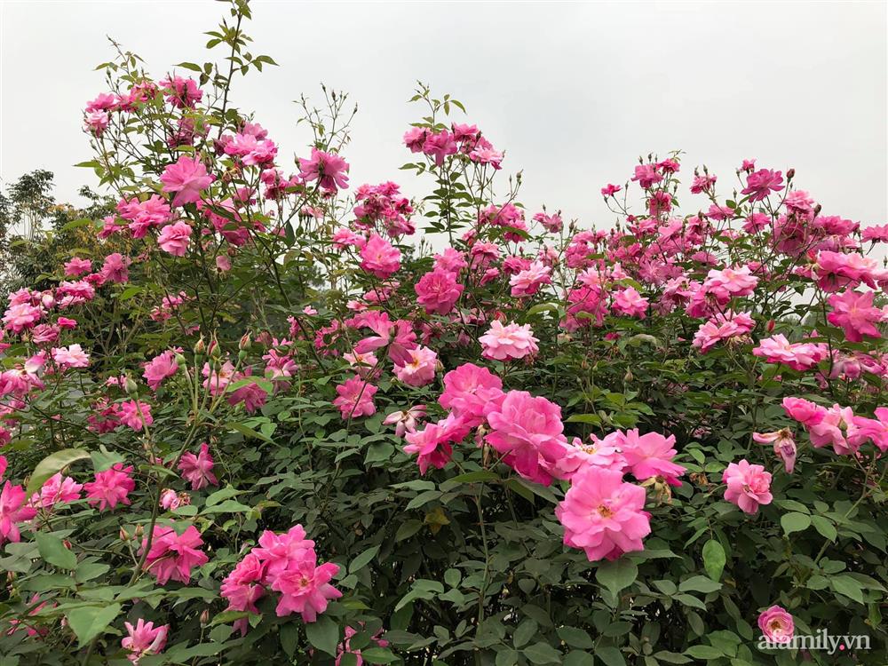 Cuộc sống an yên trong ngôi nhà có vườn hoa hồng quanh năm tỏa hương sắc của gia đình 3 thế hệ ở Ba Vì, Hà Nội-19