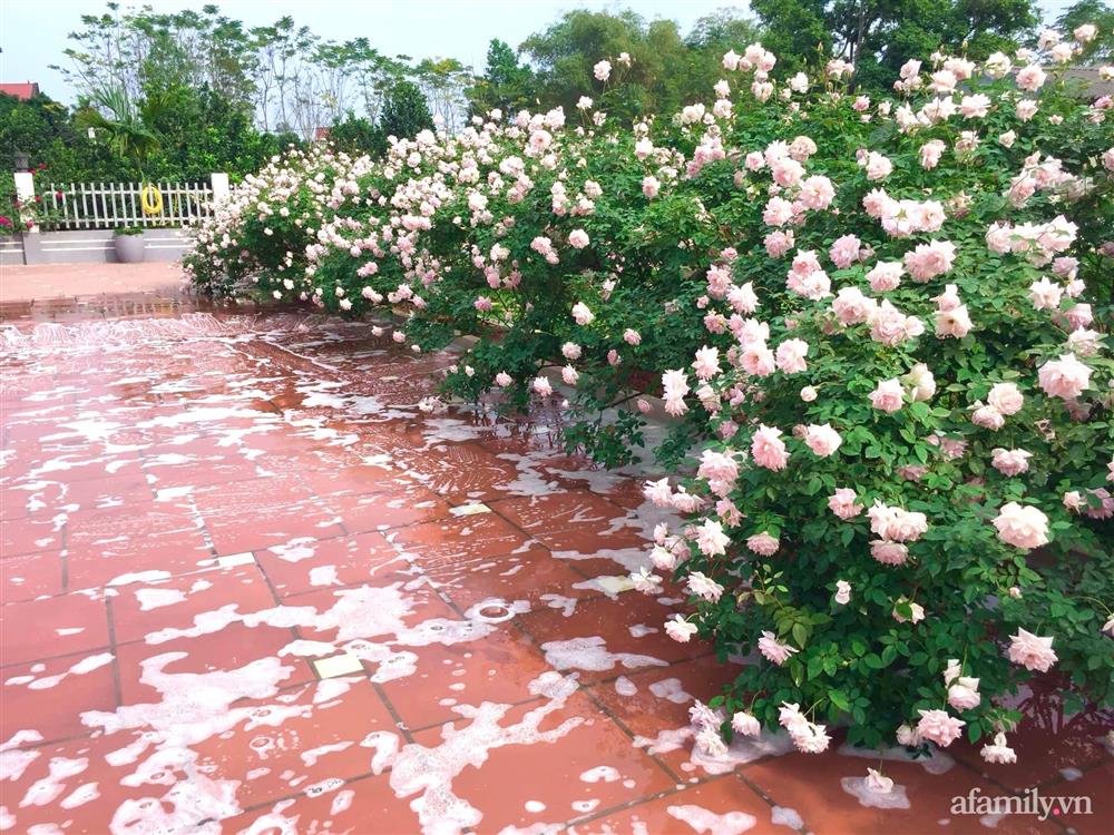 Cuộc sống an yên trong ngôi nhà có vườn hoa hồng quanh năm tỏa hương sắc của gia đình 3 thế hệ ở Ba Vì, Hà Nội-21