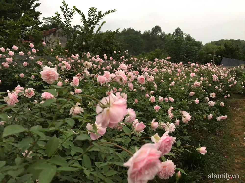 Cuộc sống an yên trong ngôi nhà có vườn hoa hồng quanh năm tỏa hương sắc của gia đình 3 thế hệ ở Ba Vì, Hà Nội-22