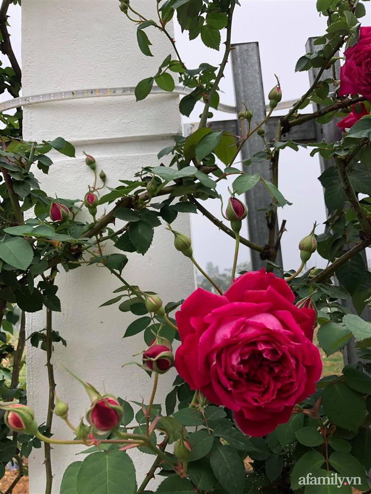 Cuộc sống an yên trong ngôi nhà có vườn hoa hồng quanh năm tỏa hương sắc của gia đình 3 thế hệ ở Ba Vì, Hà Nội-24