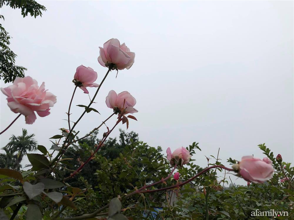 Cuộc sống an yên trong ngôi nhà có vườn hoa hồng quanh năm tỏa hương sắc của gia đình 3 thế hệ ở Ba Vì, Hà Nội-25