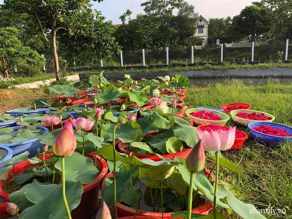 Cuộc sống an yên trong ngôi nhà có vườn hoa hồng quanh năm tỏa hương sắc của gia đình 3 thế hệ ở Ba Vì, Hà Nội-27