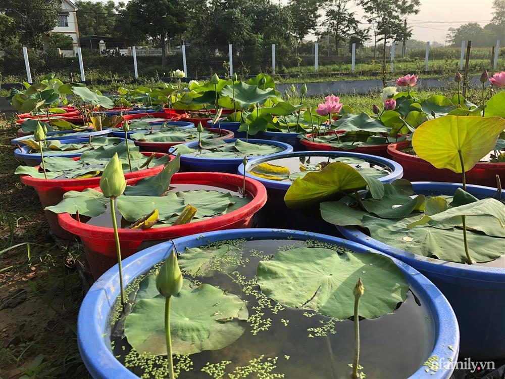 Cuộc sống an yên trong ngôi nhà có vườn hoa hồng quanh năm tỏa hương sắc của gia đình 3 thế hệ ở Ba Vì, Hà Nội-28