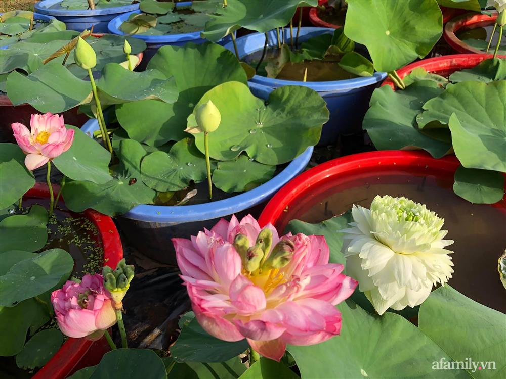Cuộc sống an yên trong ngôi nhà có vườn hoa hồng quanh năm tỏa hương sắc của gia đình 3 thế hệ ở Ba Vì, Hà Nội-29