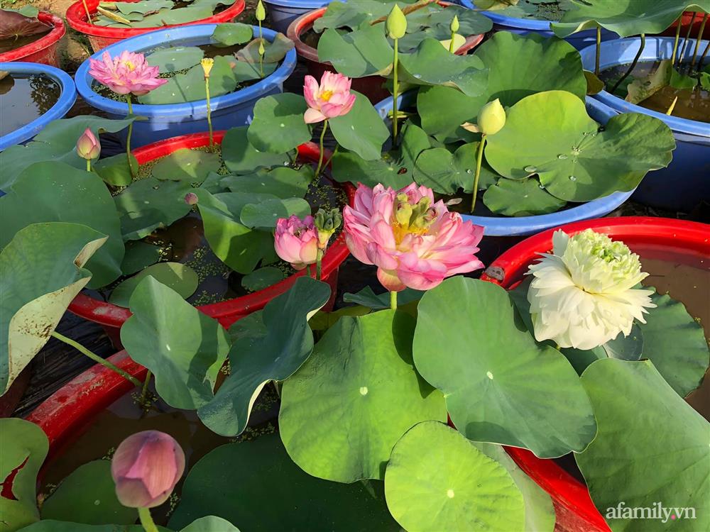 Cuộc sống an yên trong ngôi nhà có vườn hoa hồng quanh năm tỏa hương sắc của gia đình 3 thế hệ ở Ba Vì, Hà Nội-30