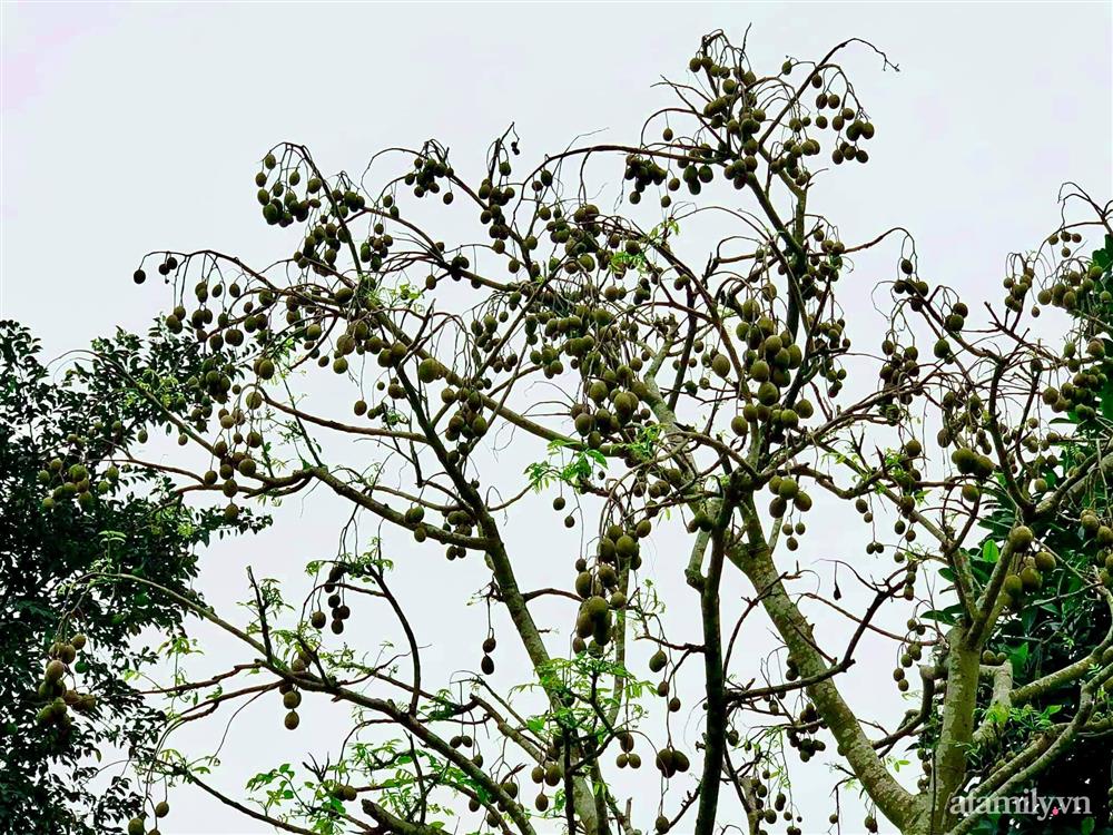 Cuộc sống an yên trong ngôi nhà có vườn hoa hồng quanh năm tỏa hương sắc của gia đình 3 thế hệ ở Ba Vì, Hà Nội-32