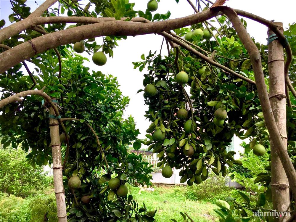 Cuộc sống an yên trong ngôi nhà có vườn hoa hồng quanh năm tỏa hương sắc của gia đình 3 thế hệ ở Ba Vì, Hà Nội-33