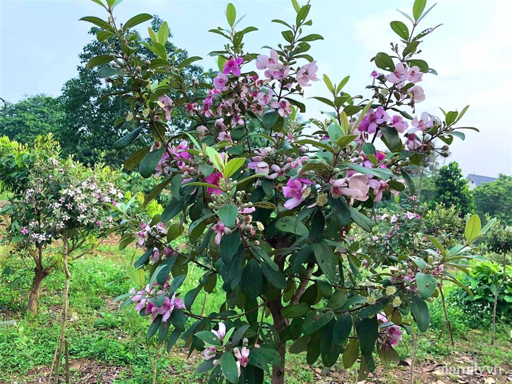 Cuộc sống an yên trong ngôi nhà có vườn hoa hồng quanh năm tỏa hương sắc của gia đình 3 thế hệ ở Ba Vì, Hà Nội-34
