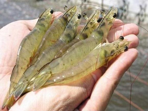 Không phải muối và gừng, muốn tôm luộc ngon ngọt, thơm và không tanh nhất định phải cho 2 gia vị này-2