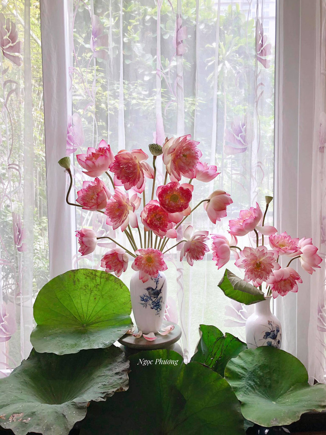 Dân mạng choáng váng với bình hoa sen kích thước khổng lồ bằng cả chiếc đàn piano, đến khi hoa nở mới thực sự choáng ngợp-6