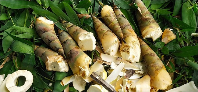 Rủ nhau đi đào lộc rừng” vào mùa mưa, sau vài tháng, kiếm cả trăm triệu-1