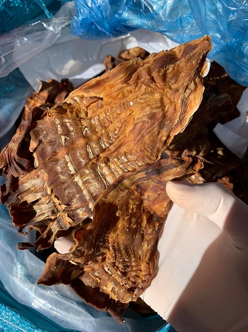 Rủ nhau đi đào lộc rừng” vào mùa mưa, sau vài tháng, kiếm cả trăm triệu-4