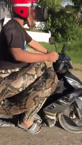 Người đàn ông gây xôn xao MXH với màn chở bé Na 200kg dạo phố, tưởng làm chuyện để ý câu view nhưng lại là hành động đầy tốt bụng-2