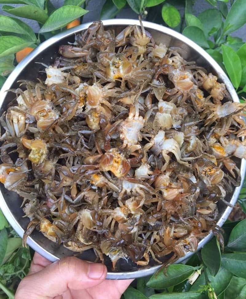 Ngồi nhà bán 2 tạ cua đồng online, mỗi ngày kiếm lãi đôi triệu-2
