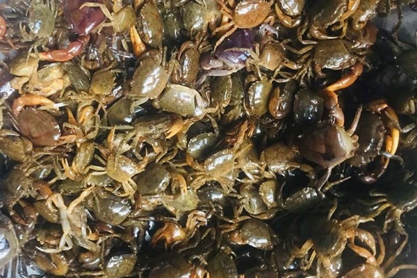 Đào ao nuôi cua đồng, vật vã suốt 2 tháng, lỗ khẳm 100 triệu đồng-4