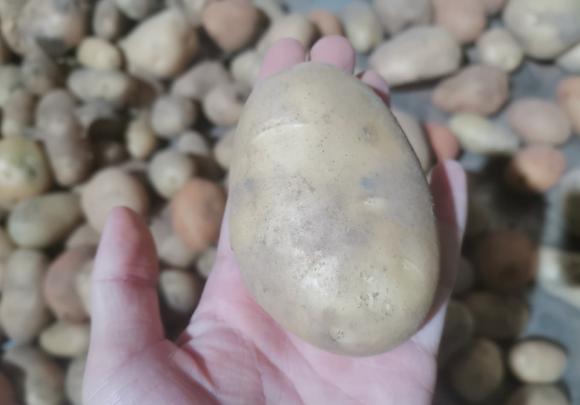 Khi một người khôn ngoan mua khoai tây, cô ấy sẽ hỏi khoai tây bột hay khoai tây giòn? Người bán rau: Đây là một chuyên gia-3