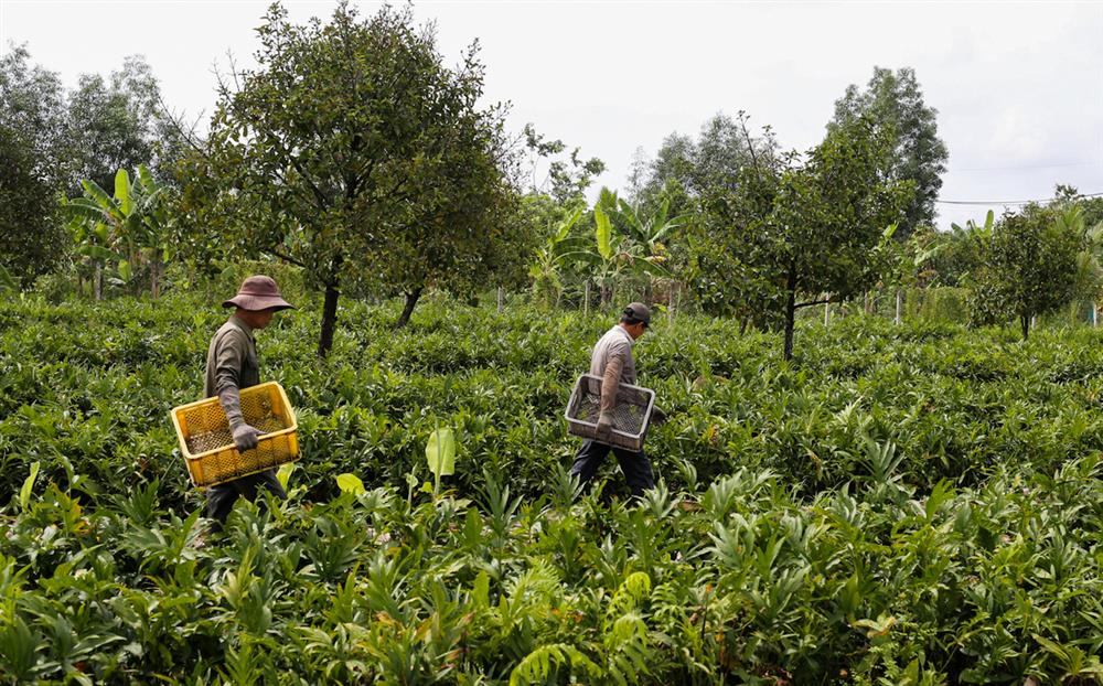 Xưa dùng để chống đói, nay trồng loại rau này không chỉ thoát nghèo mà còn kiếm tiền triệu mỗi ngày-1