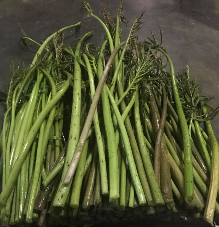 Xưa dùng để chống đói, nay trồng loại rau này không chỉ thoát nghèo mà còn kiếm tiền triệu mỗi ngày-3