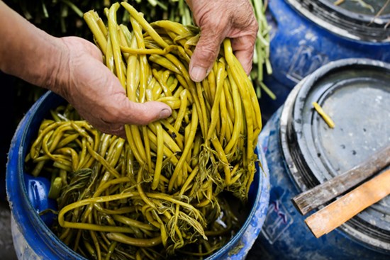 Xưa dùng để chống đói, nay trồng loại rau này không chỉ thoát nghèo mà còn kiếm tiền triệu mỗi ngày