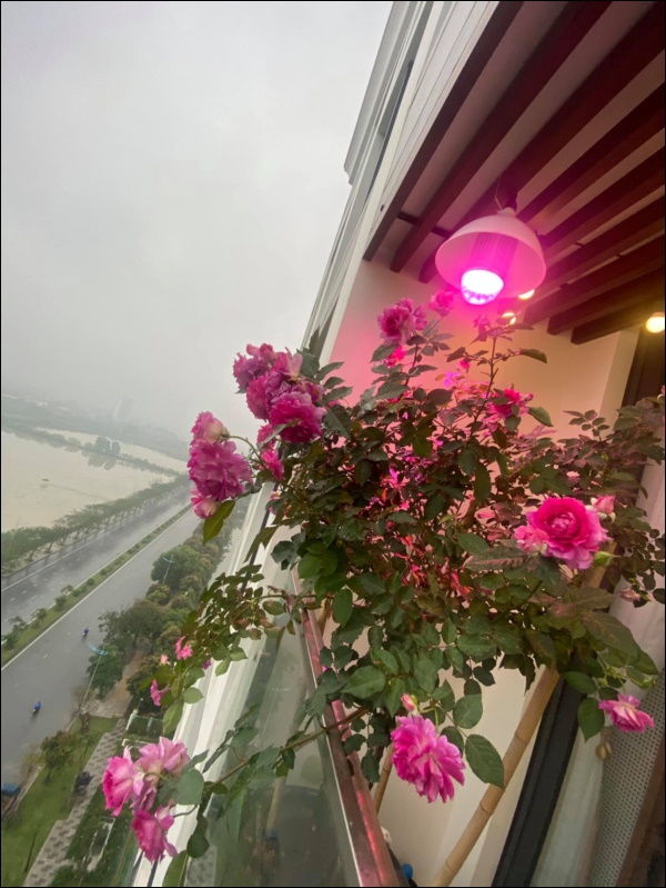 Cặp đôi 9x Hà Nội mới kết hôn đã bị đuổi ra ở riêng, sở hữu căn hộ 66m2 nội thất mây tre tinh tế và gỗ cá tính-20