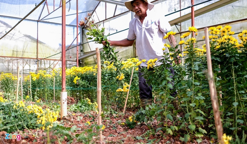 Hoa rớt giá, Đà Lạt mong TP.HCM mở lại chợ Đầm Sen-1