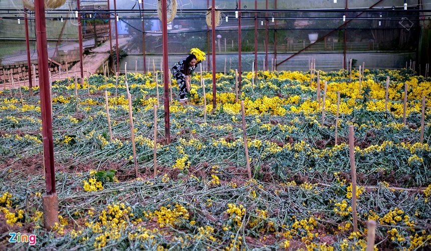 Hoa rớt giá, Đà Lạt mong TP.HCM mở lại chợ Đầm Sen-2