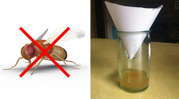Mẹo vặt giúp diệt trừ 10 loại côn trùng nguy hiểm này trong nhà-2