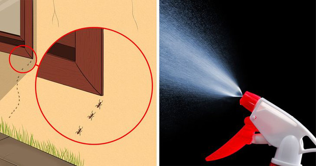 Mẹo vặt giúp diệt trừ 10 loại côn trùng nguy hiểm này trong nhà-4