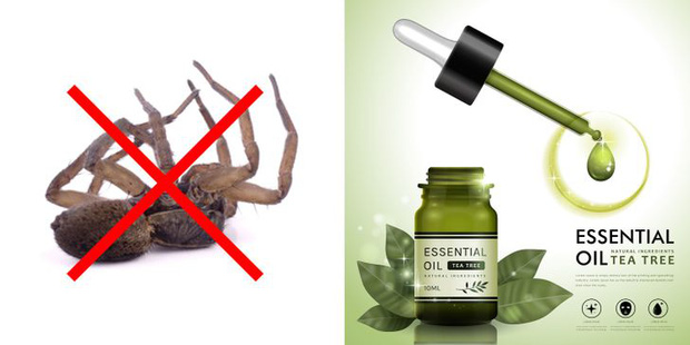 Mẹo vặt giúp diệt trừ 10 loại côn trùng nguy hiểm này trong nhà-7