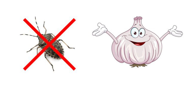 Mẹo vặt giúp diệt trừ 10 loại côn trùng nguy hiểm này trong nhà-9