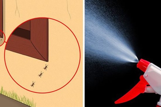 Mẹo vặt giúp diệt trừ 10 loại côn trùng nguy hiểm này trong nhà
